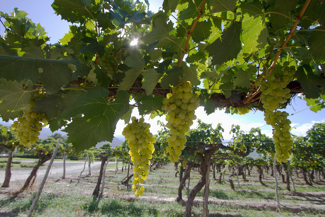Chardonnay grapes on the vine in the vineyard of Bodega El Esteco winery, Cafayate, Salta, Argentina