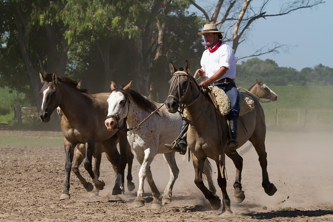 Gaucho hearding horses, Estancia Santa Susana, Los Cardales, Provincia de Buenos Aires, Argentina
