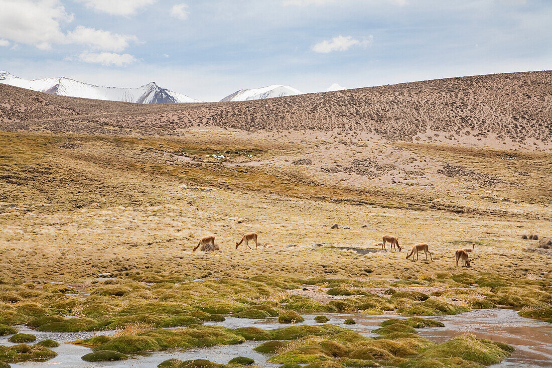 Vicunas with the Nevados de Payachata in the background, Lauca National Park, Arica and Parinacota Region, Chile