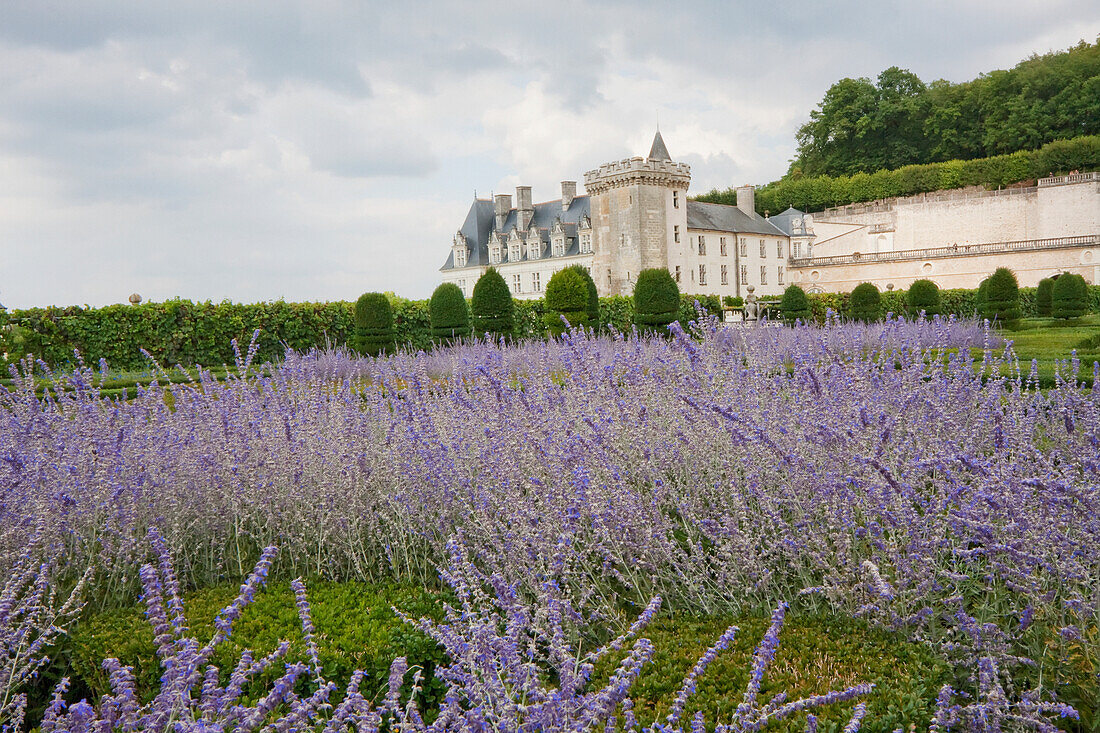 Lavender flowers in the gardens of the ChÃ¢teau de Villandry, Villandry, Indre-et-Loire, France