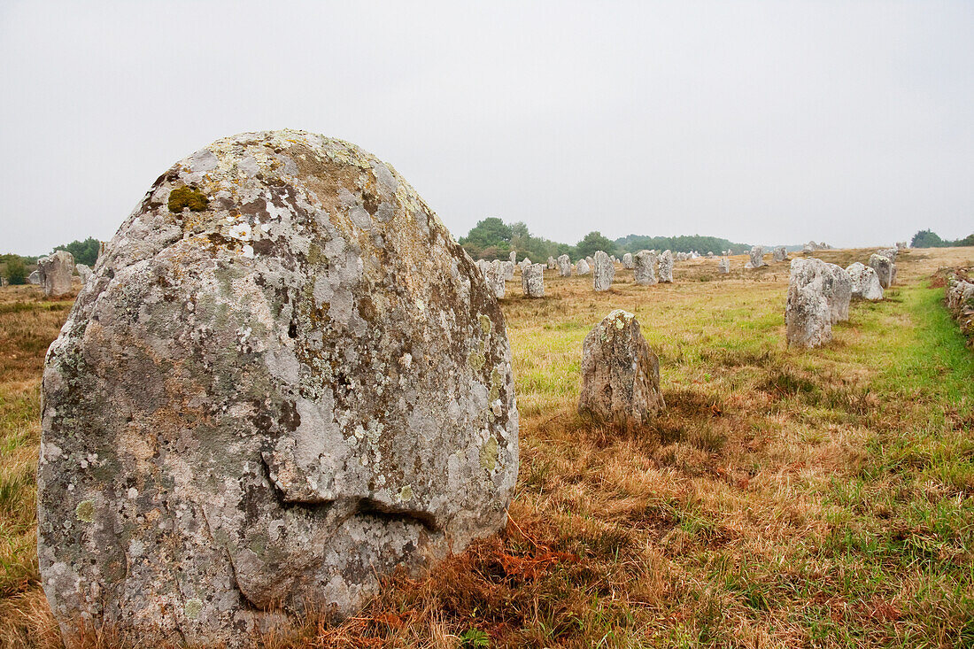 Menhirs in the Le MÃ©nec alignments, Carnac, Morbihan, France