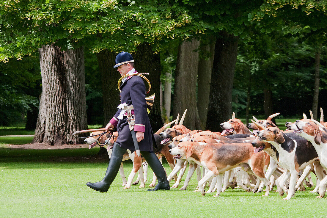 Hunting dogs in the Park of ChÃ¢teau de Cheverny, Cheverny, France