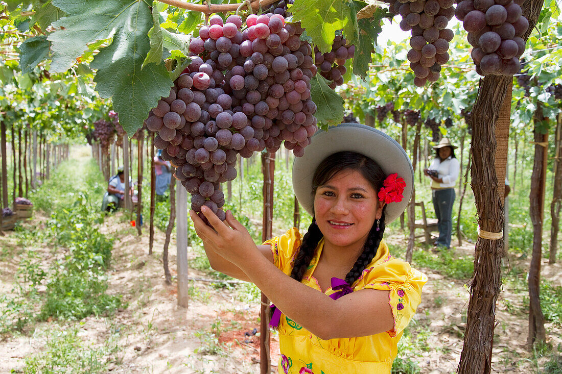 Chapaca harvesting grapes in a vineyard of Calamuchita, Tarija, Bolivia