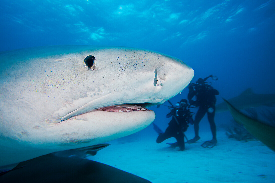 Atlantic Ocean, Bahamas, Tiger Shark (Galeocerdo cuvier), Close-up of head, Divers in background with cameras.
