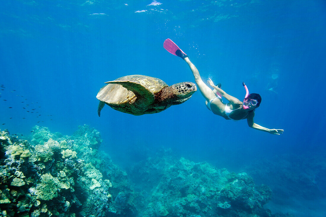 Hawaii, Maui, Green Sea Turtle (Chelonia mydas) Honu and free diver.
