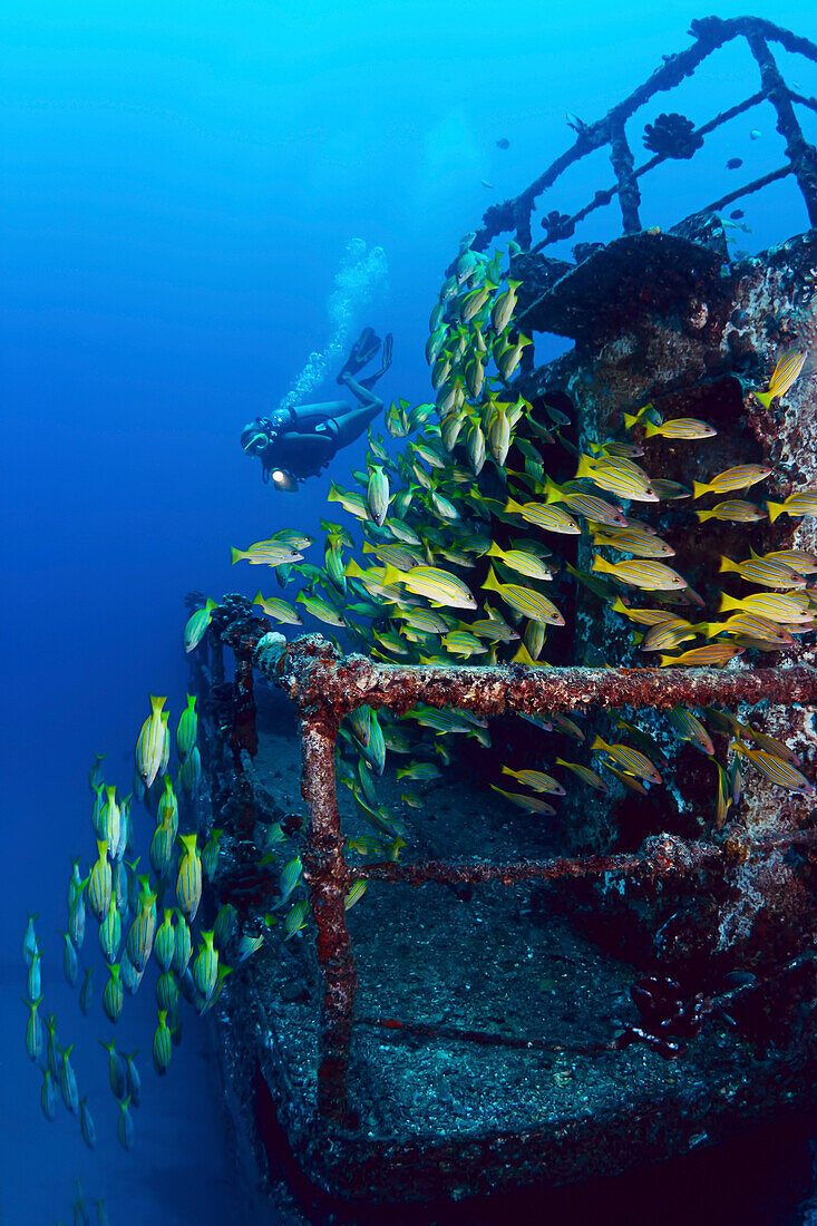 Hawaii, Oahu, Waikiki, Diver and schooling blue striped snapper (Lutjanus kasmira) on the wreck of the Sea Tiger