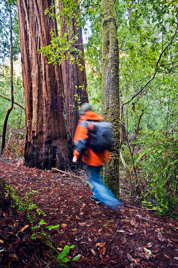 California, Big Basin State Park, Man in orange jacket hiking in the redwoods.