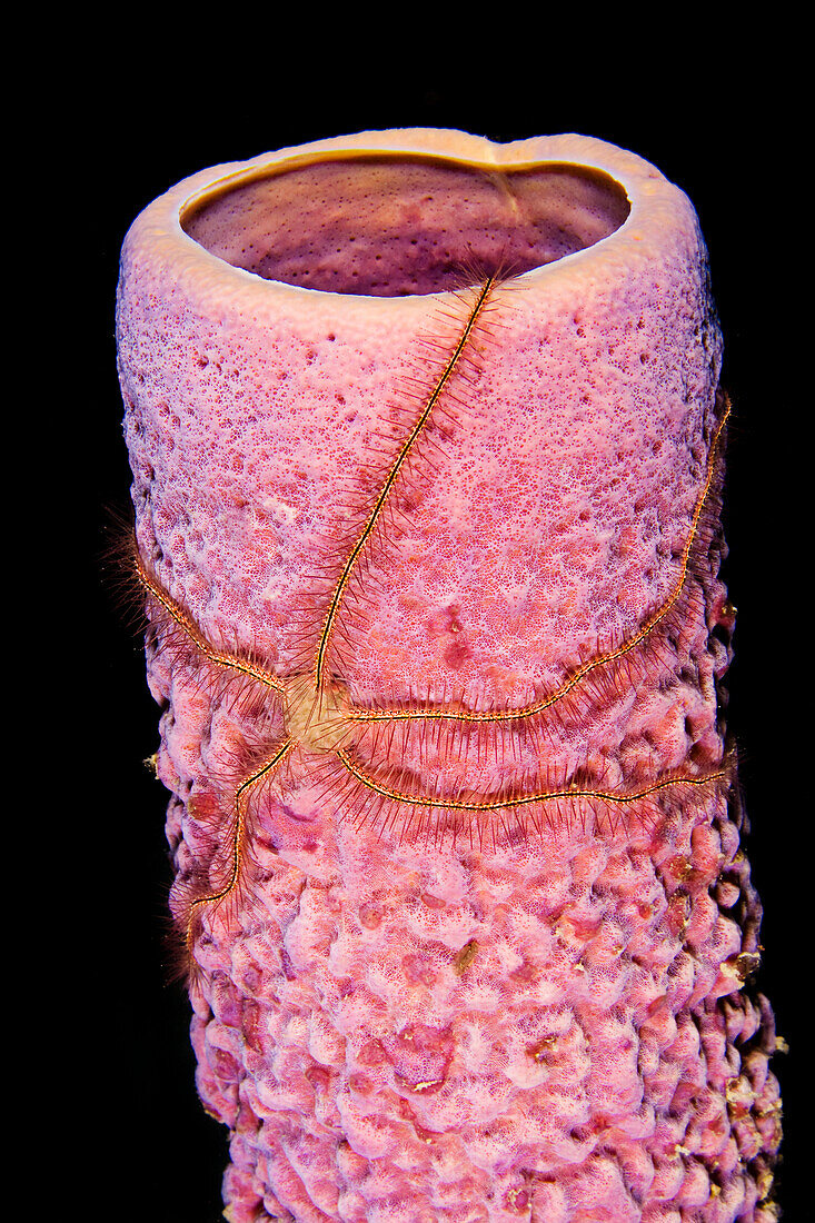 Netherland Antilles, Bonaire, Brittle Starfish on tube sponge.