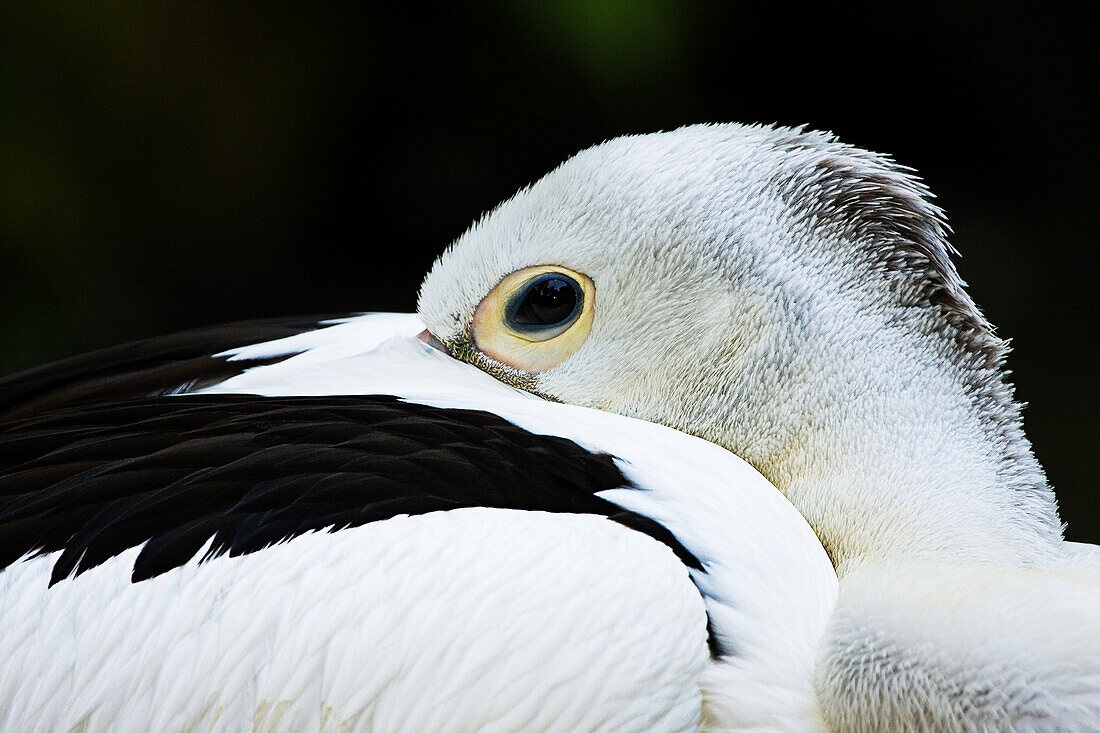 Australia, The white pelican, Pelecanus conspicillatus.