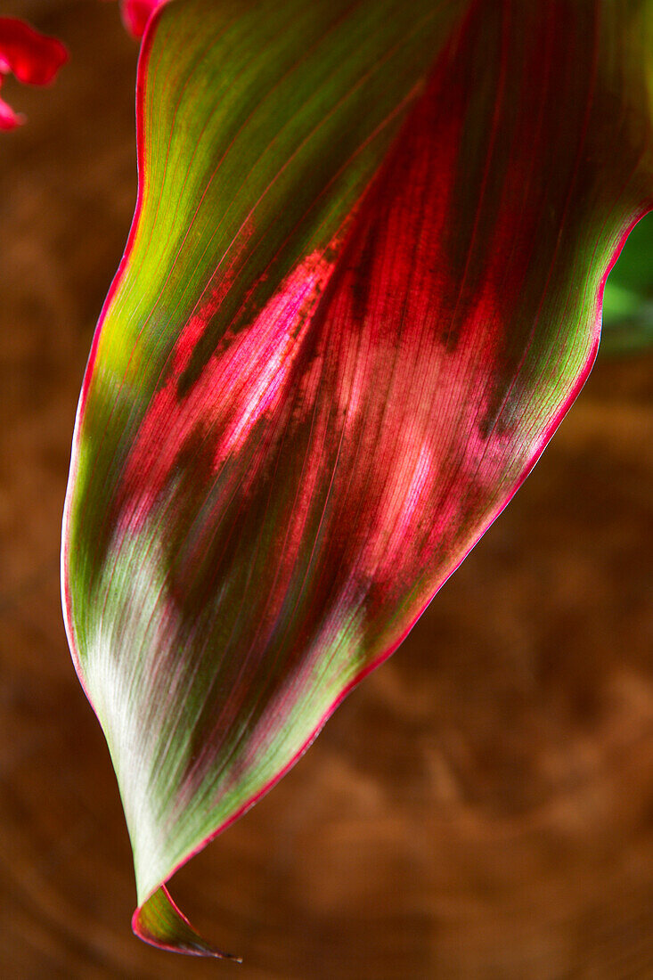 Close-up of a Ti plant, red and green.