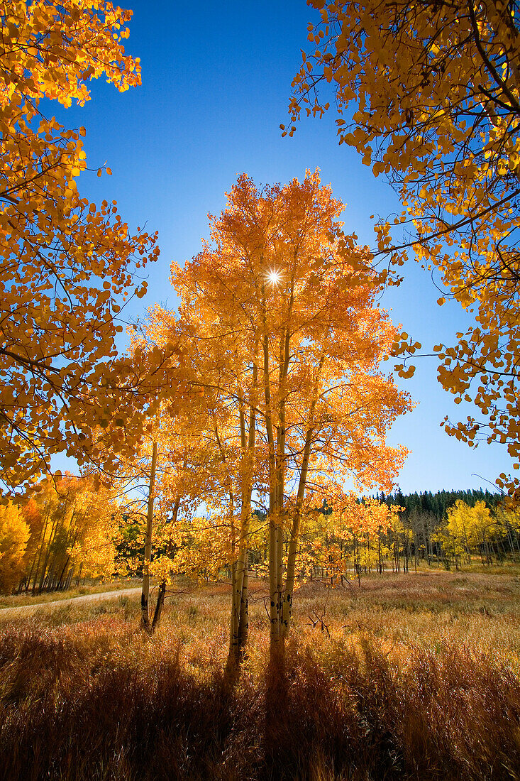 Colorado, Near Steamboat Springs, Buffalo Pass, Sun shining through fall-colored aspen trees.