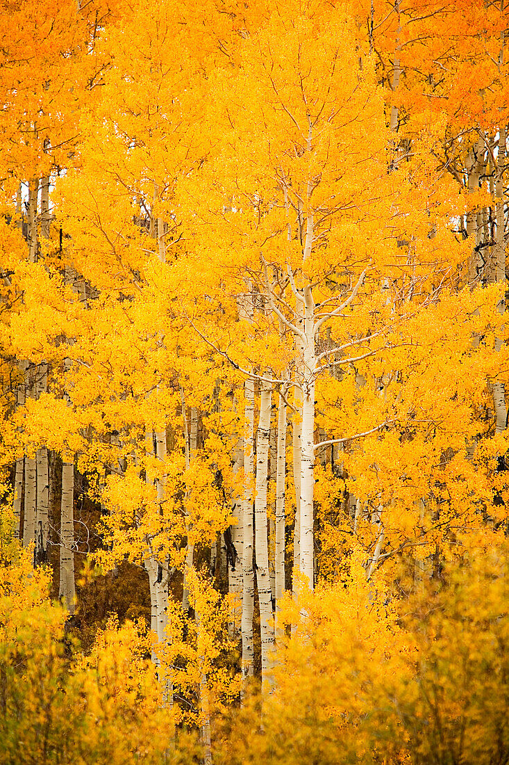 Colorado, Near Steamboat Springs, Buffalo Pass, Fall-colored aspen trees.