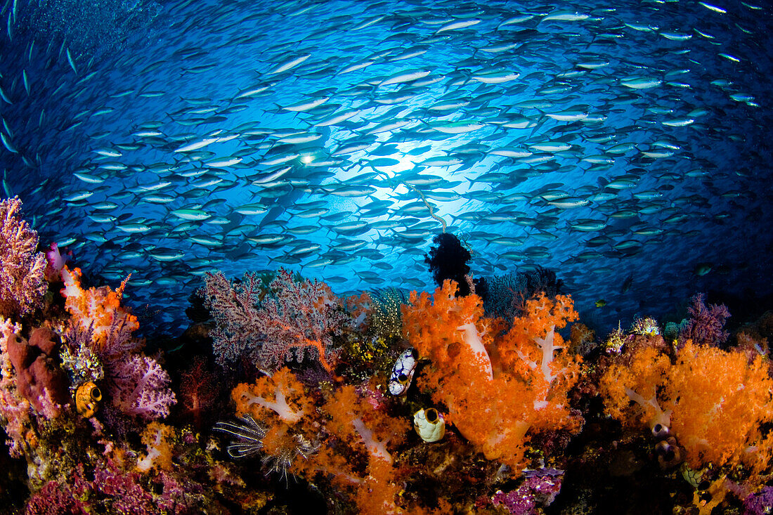 Indonesia, Komodo, Divers and a school of fusiliers and alcyonarians.