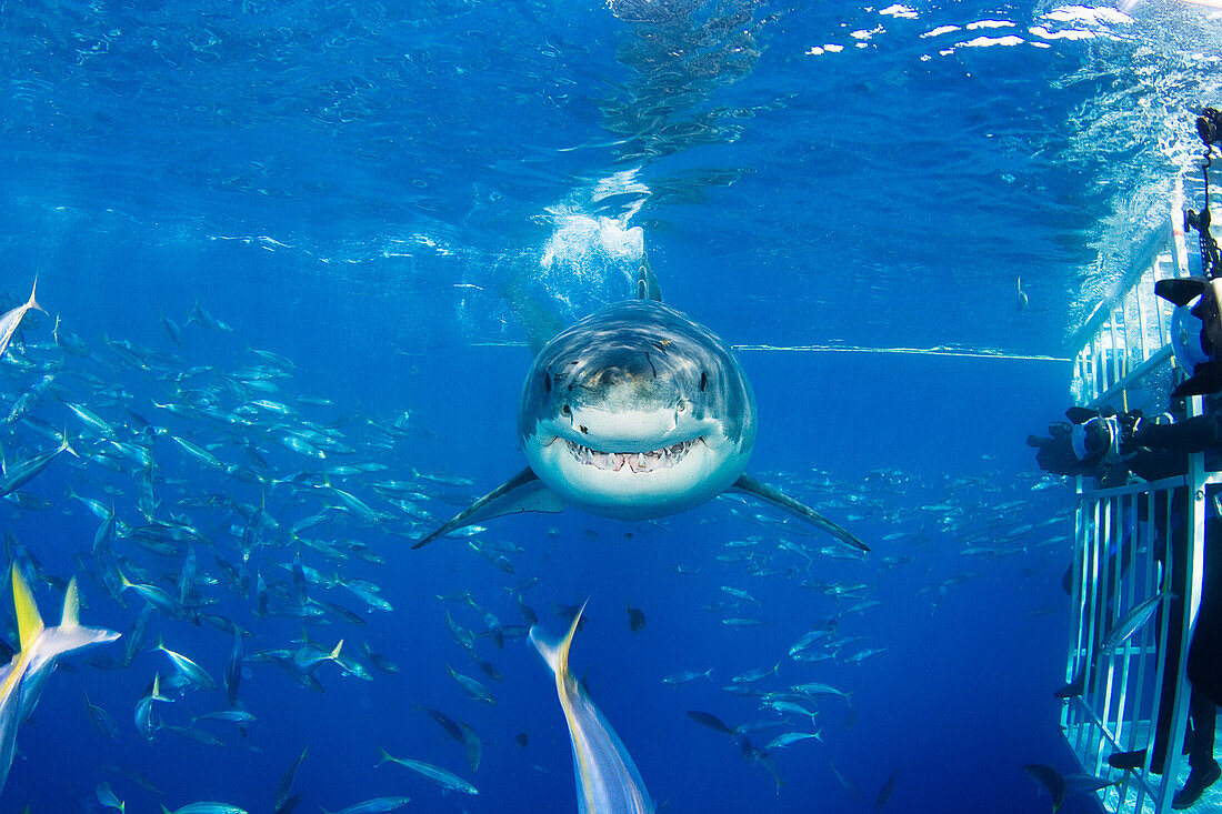 Mexico, Guadalupe Island, Great White Shark (Carcharodon carcharias).