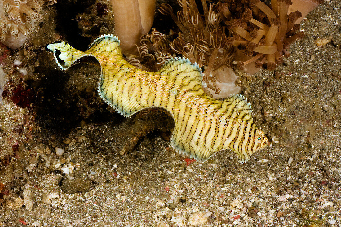 Indonesia, Komodo, Black-tip Sole (Soleichthys heterorhinos).