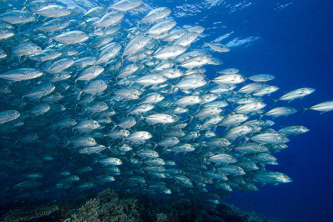 Malaysia, Schooling Bigeye Jack fish (Caranx sexfasciatus).