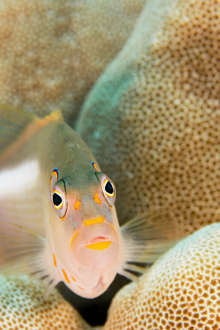Hawaii, Close-up of an arc-eye hawkfish (paracirrhites arcatus).