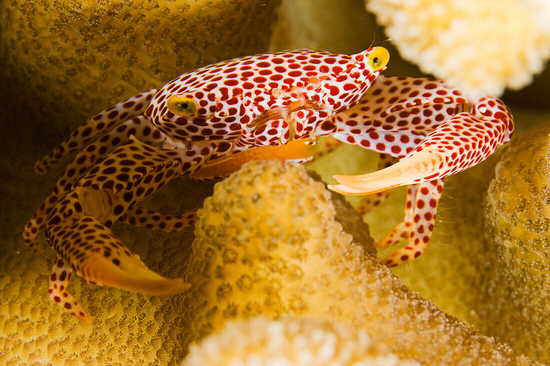 Micronesia, Yap, Red Spotted guard crab (Trapezia tigrina).