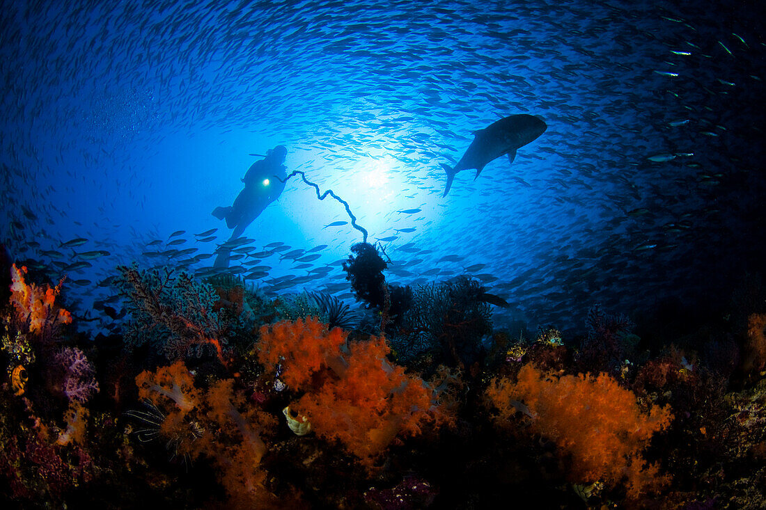 Indonesia, Komodo, coral dominates this reef scene with a diver.