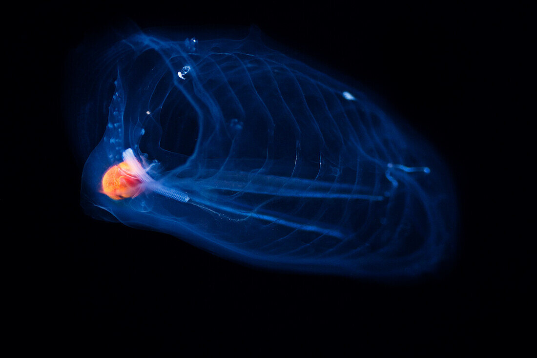 Hawaii, This pelagic tunicate or salpa (Pegea confoederata) is part of the Salpidae family of gelatinous animals.