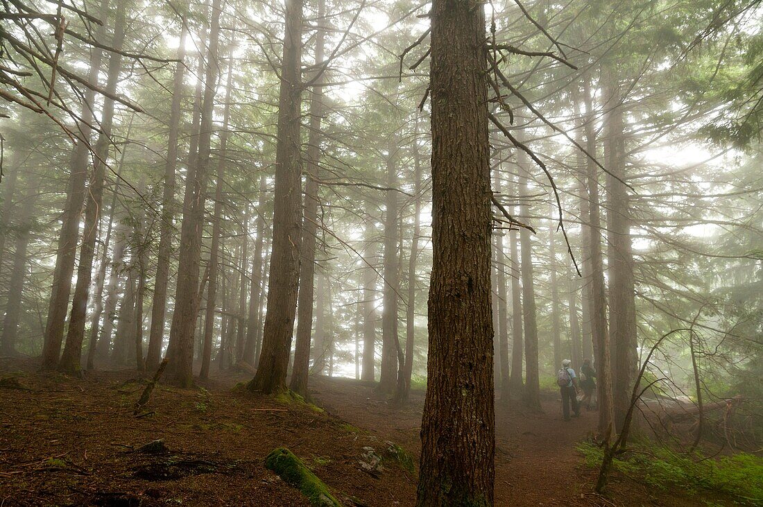 Canada, BC, West Vancouver  Baden Powel Trail between Horeshoe Bay and Cypress Mountain