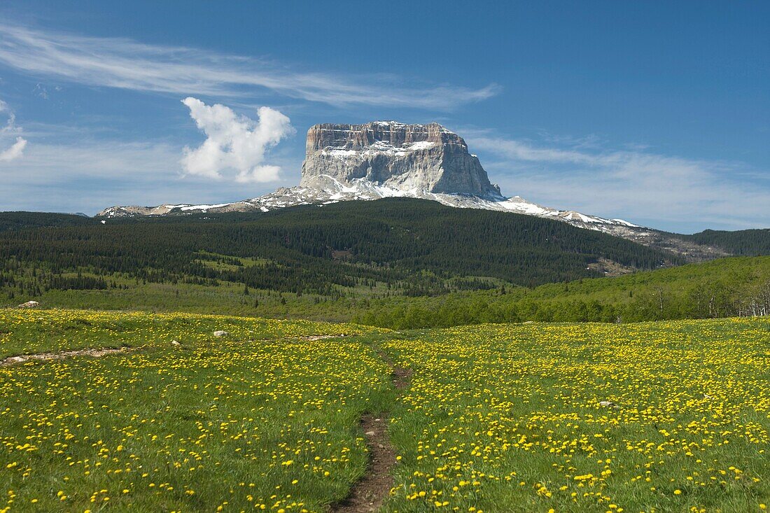 SMALL PATH IN GRASS CHIEF MOUNTAIN GLACIER NATIONAL PARK MONTANA USA