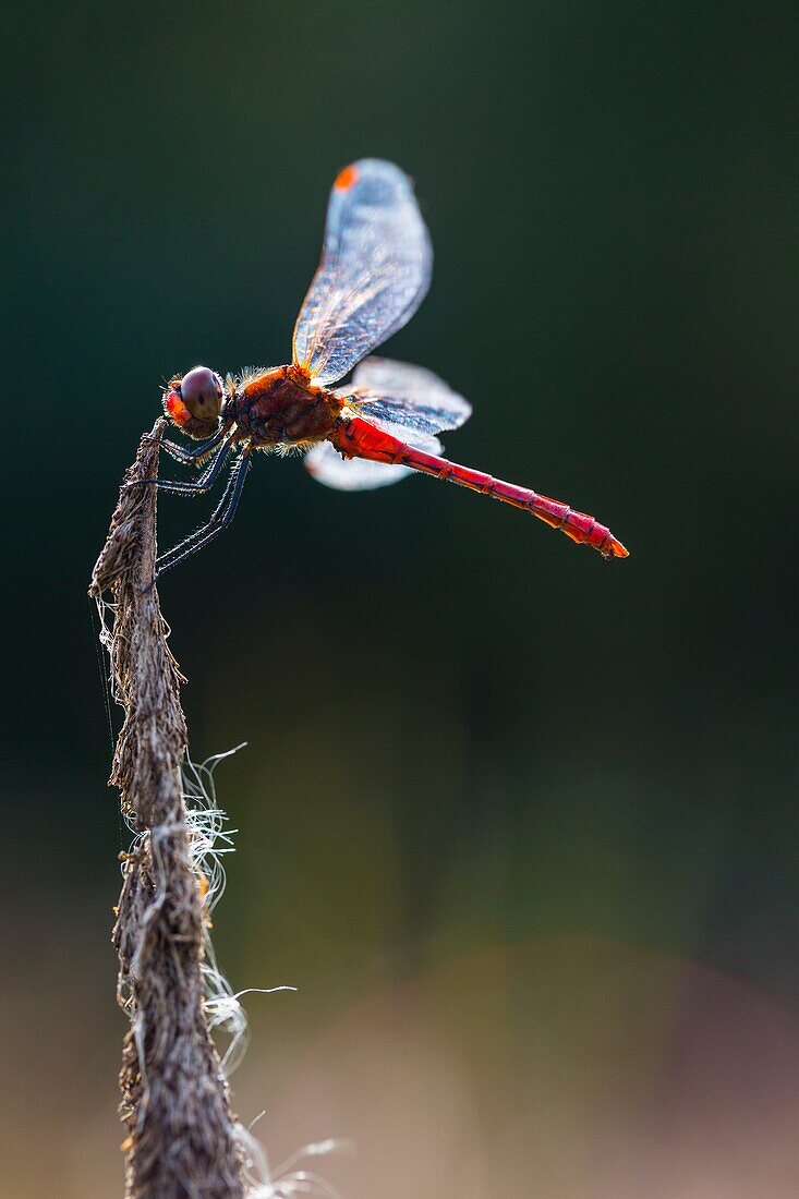 DRAGONFLY Sympetrum sanguineum