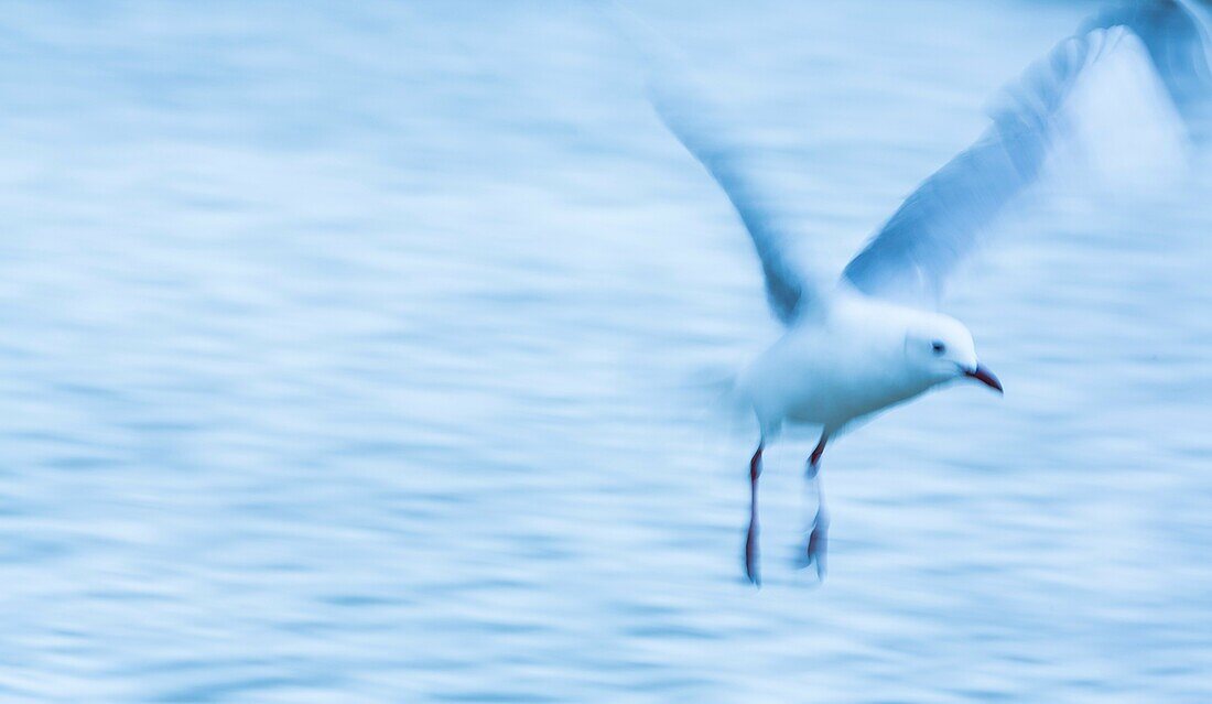 Seagull, Velddrif Village, Berg River, West Coast Peninsula, Western Cape province, South Africa, Africa