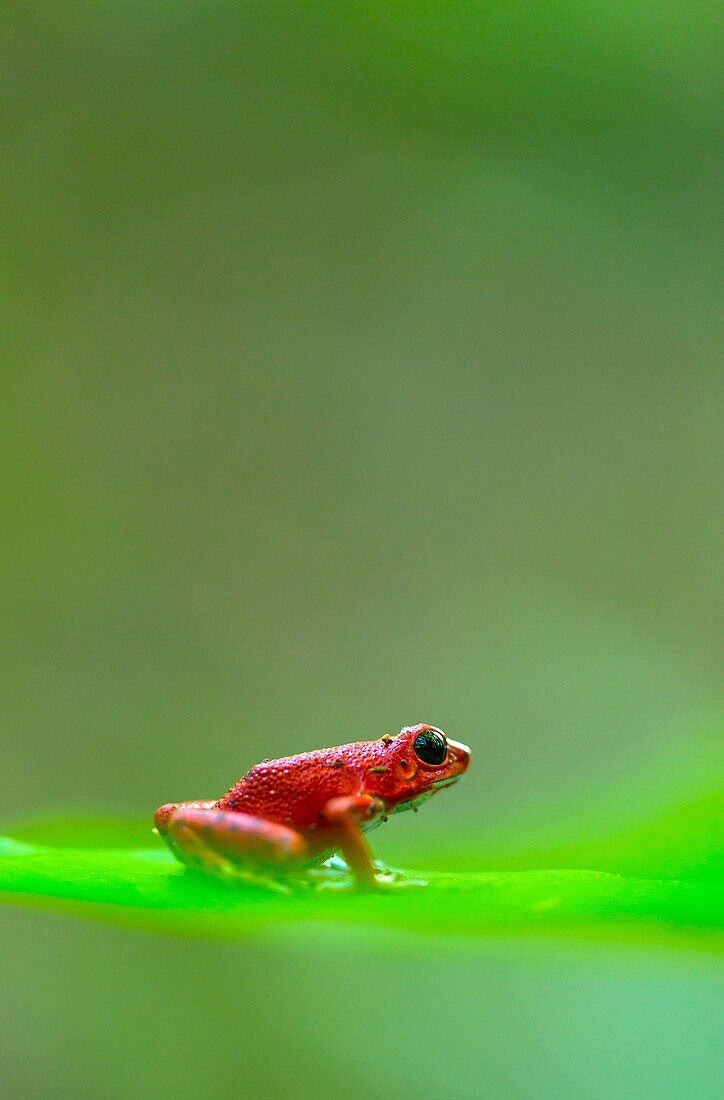 Red frog, Oophaga pumilio, Bastimentos Island, Bocas del Toro Archipelago, Bocas del Toro Province, Panama, Central America, America