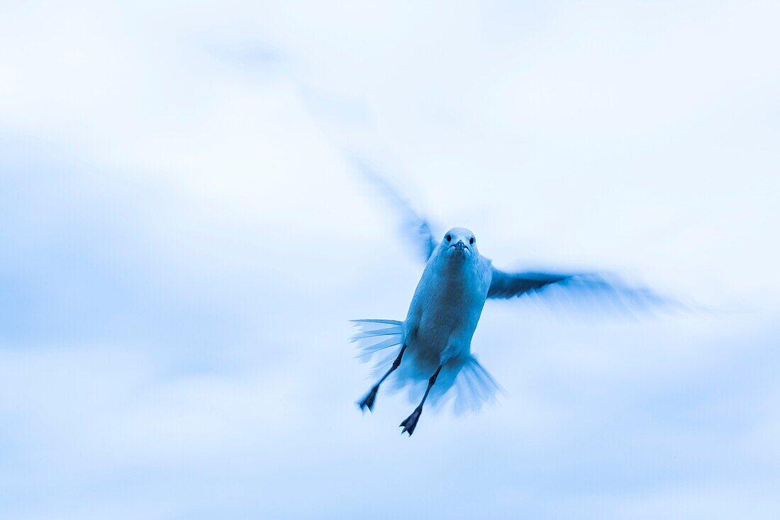 Seagull, Velddrif Village, Berg River, West Coast Peninsula, Western Cape province, South Africa, Africa