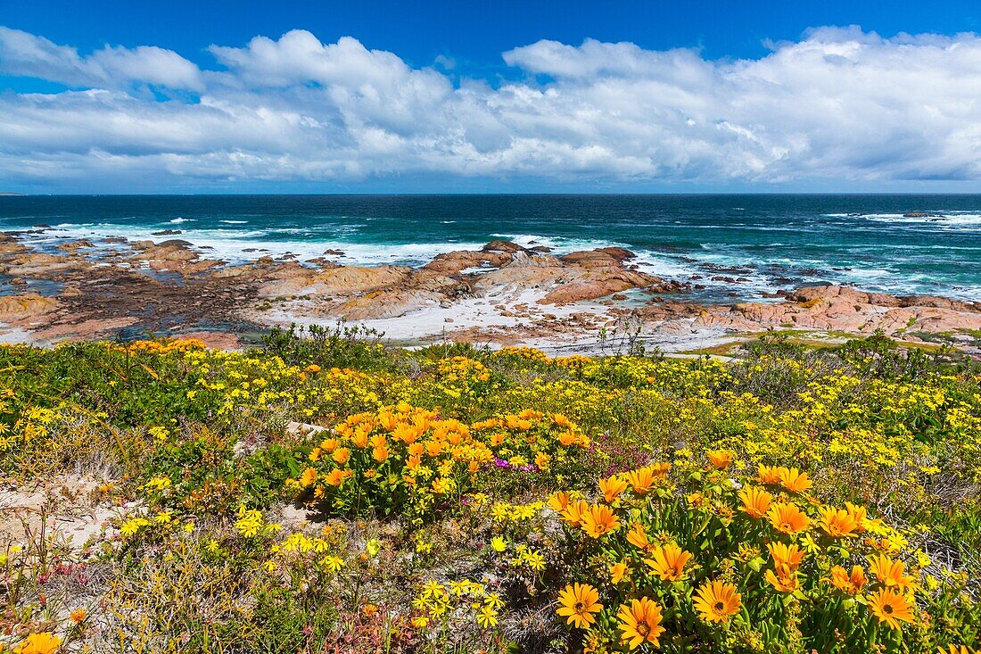 Wildflowers, Cape Columbine Nature Reserve, West Coast Peninsula, Western Cape province, South Africa, Africa