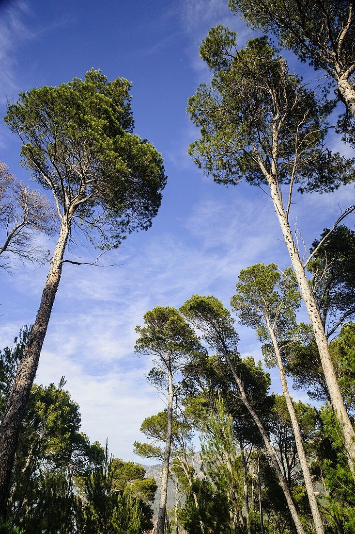 Halepo-Kiefern, Pinus halepensis Son Bunyola, Banyalbufar Naturpark Sierra de Tramuntana Mallorca Balearen Spanien