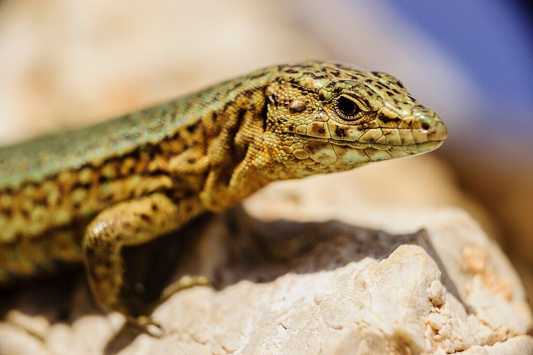 Sargantana, Podarcis lilfordi Giglioli, Naturpark Dragonera, Insel Dragonera, Sierra de Tramuntana Mallorca Balearische Inseln Spanien