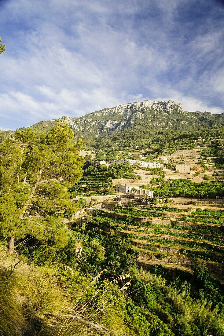 Banyalbufar, Natural Park of the Sierra de Tramuntana Majorca Balearic Islands Spain