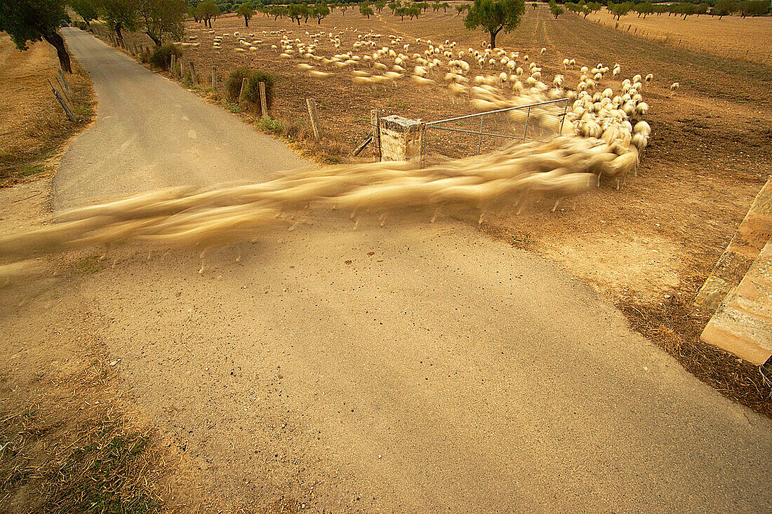 Schafherde, die die Straße überquert, Son Brondo, Lloret de Vistalegre, Es Pla, Mallorca, Spanien Balearen