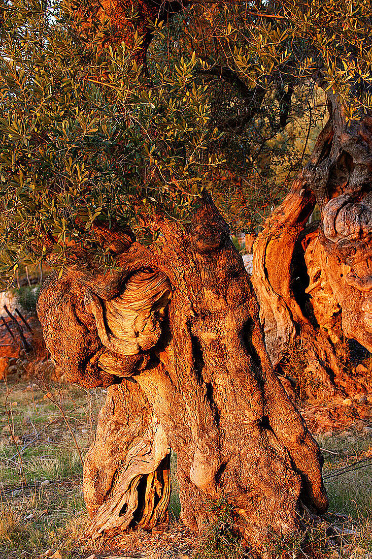 olive, Deia, Mallorca Balearische Inseln Spanien