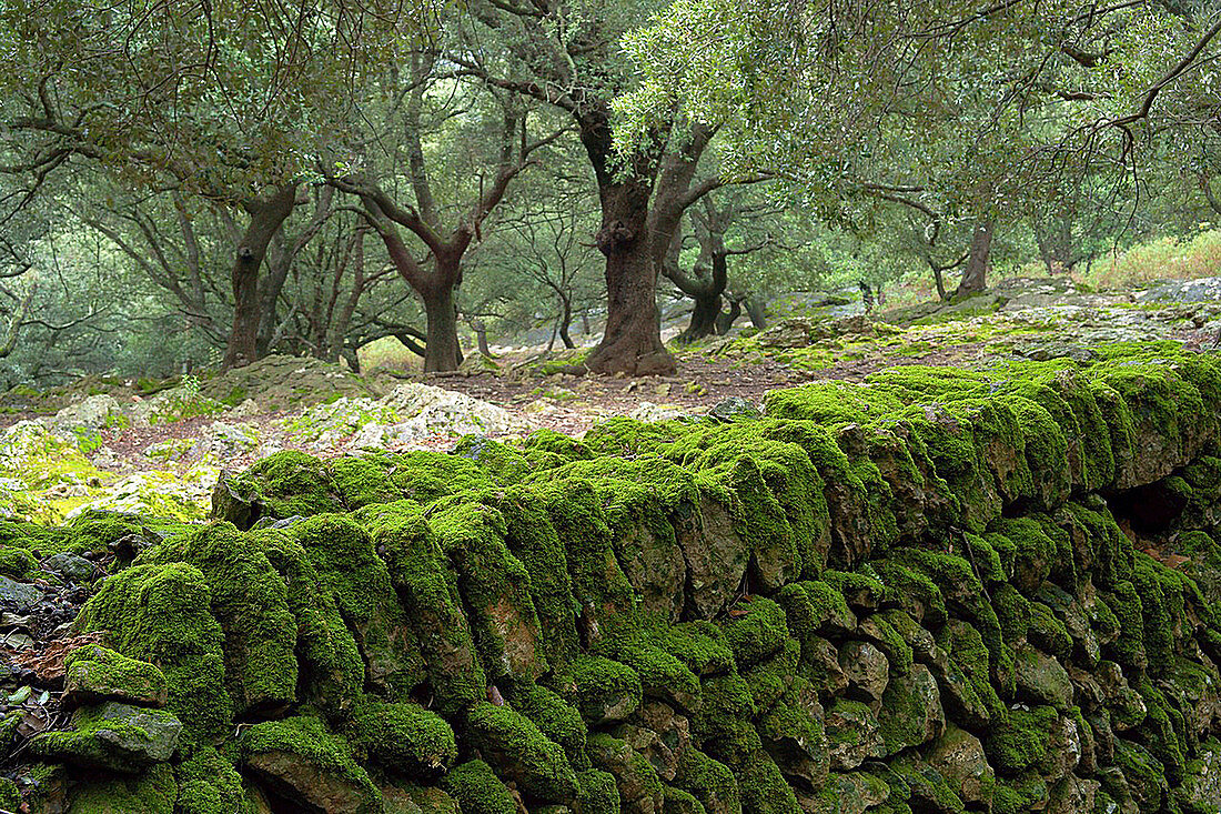 Eichen, Son Perot, Orient-Tal, Bunyola, Sierra de Tramuntana, Mallorca, Balearen, Spanien