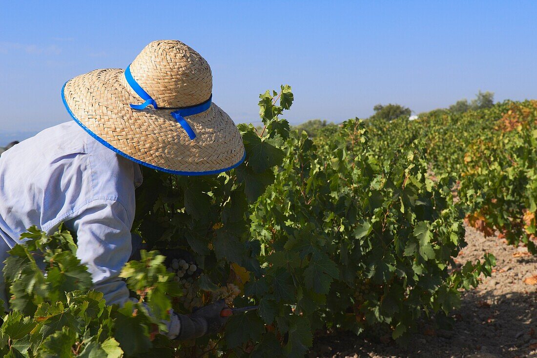 Montilla, Harvesting Pedro Ximenez wine grapes, Vintage in a vineyard in Montilla, Montilla-Moriles area, Cordoba province, Andalusia, Spain