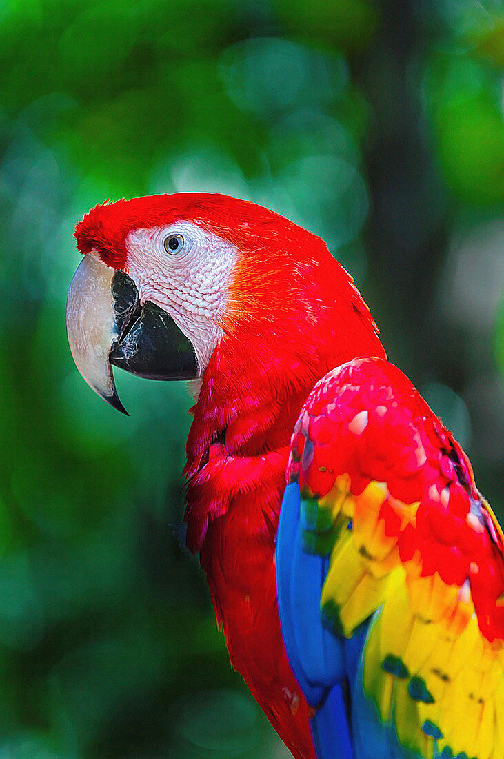 Scarlet macaw, Xcaret Park Eco-archaeological Theme park, Riviera Maya, Quintana Roo, Mexico
