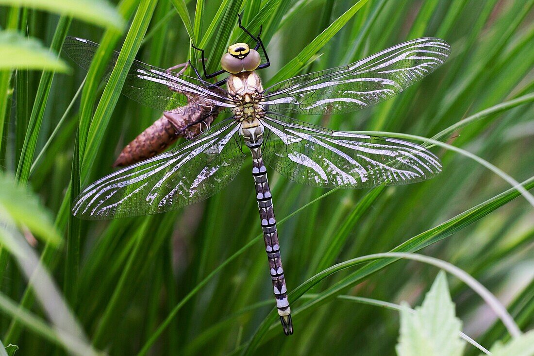 Southern Hawker or Blue-green Darner Aeshna cyanea freshly hatched on a small brook in summer  In background the exuvia - Bavaria/Germany