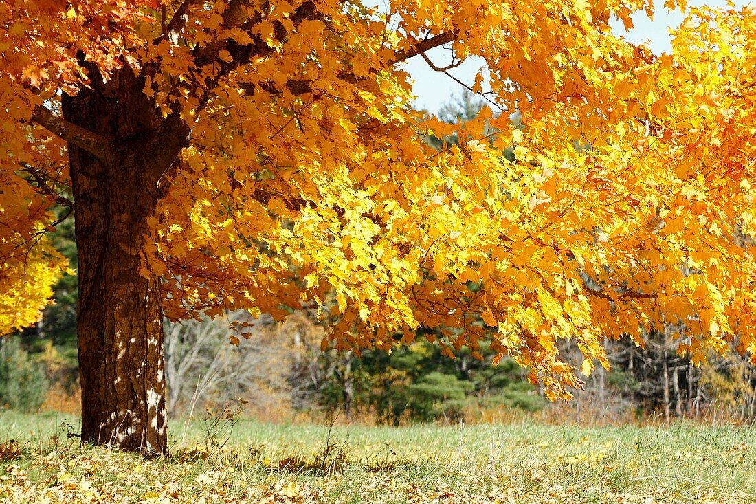 a sugar maple tree in autumn color