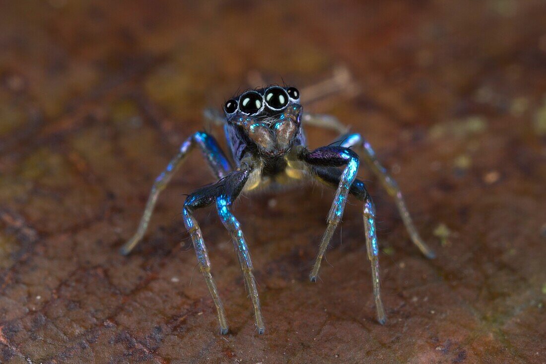 Jumping spider. Image taken at Kampung Skudup, Sarawak, Malaysia.