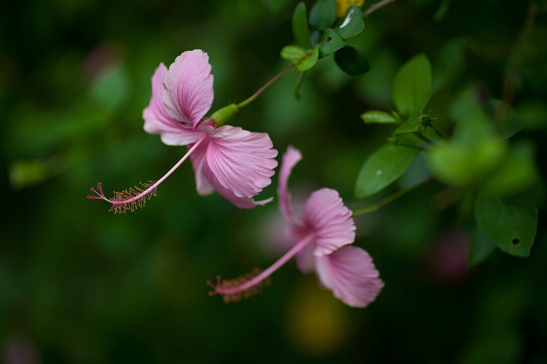 Pink hibiscus. Image taken at Dalukuan Theme Park Resort, Taiwan.
