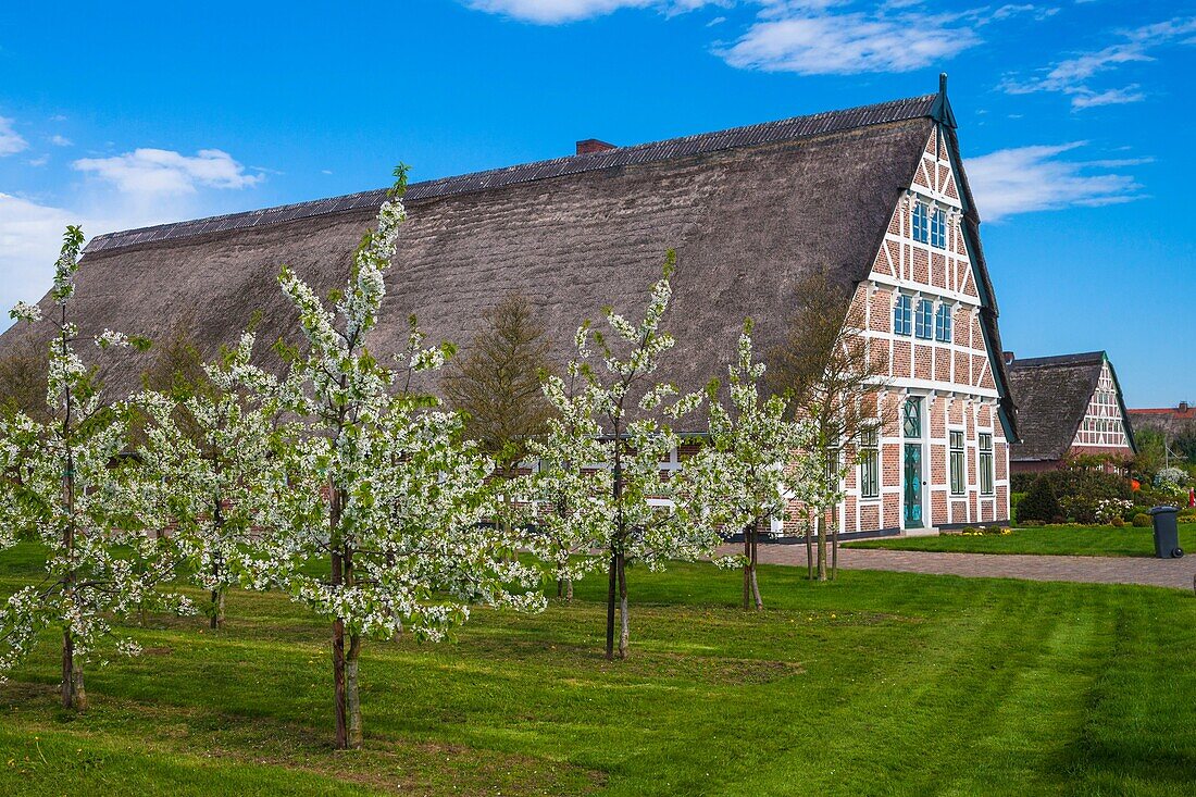 Blooming cherry trees and traditional farmhouse in Guderhandviertel, Lower Saxony, Germany, Europe