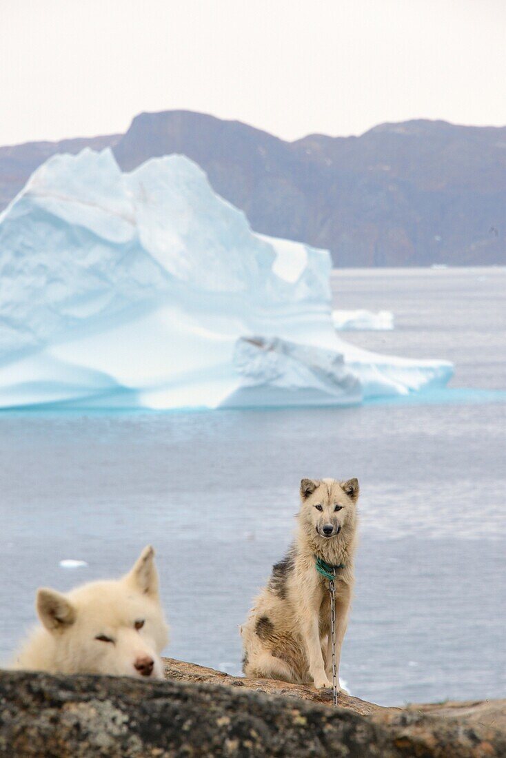 Greenland, Baffin Bay, Nutaarmiut, Greenland dogs
