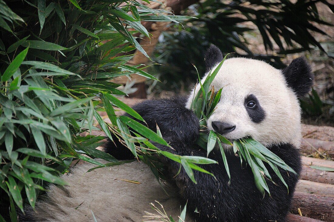 China, Sichuan, Chengdu, Bifengxia Panda Base Chengdu Research Base of Giant Panda Breeding, Giant panda eating bamboo