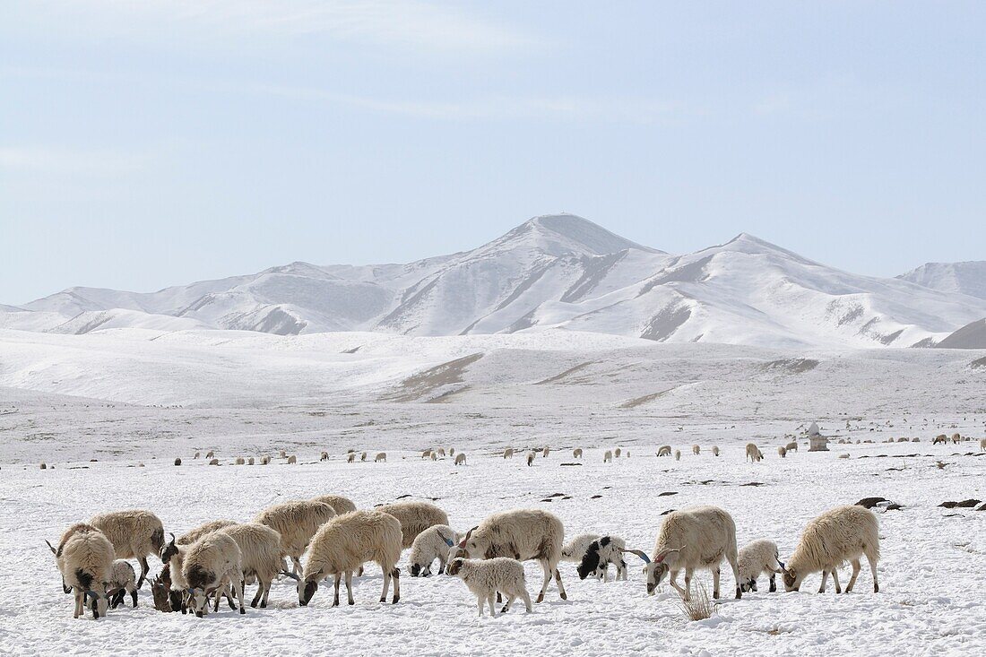 China, Gansu, Amdo, Xiahe county, Ganjia meadows, Sheep herd