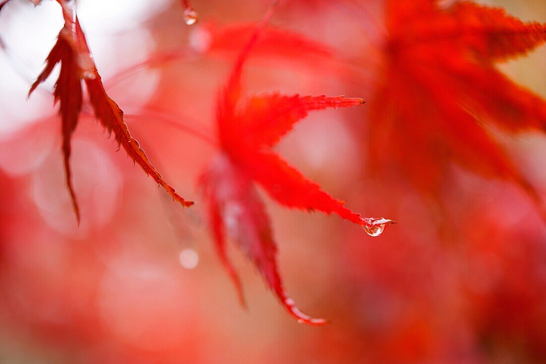 Fall colors brighten a cloudy, wet Seattle, Washington day