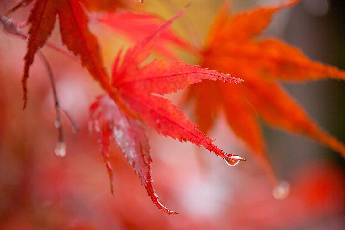 Fall colors brighten a cloudy, wet Seattle, Washington day