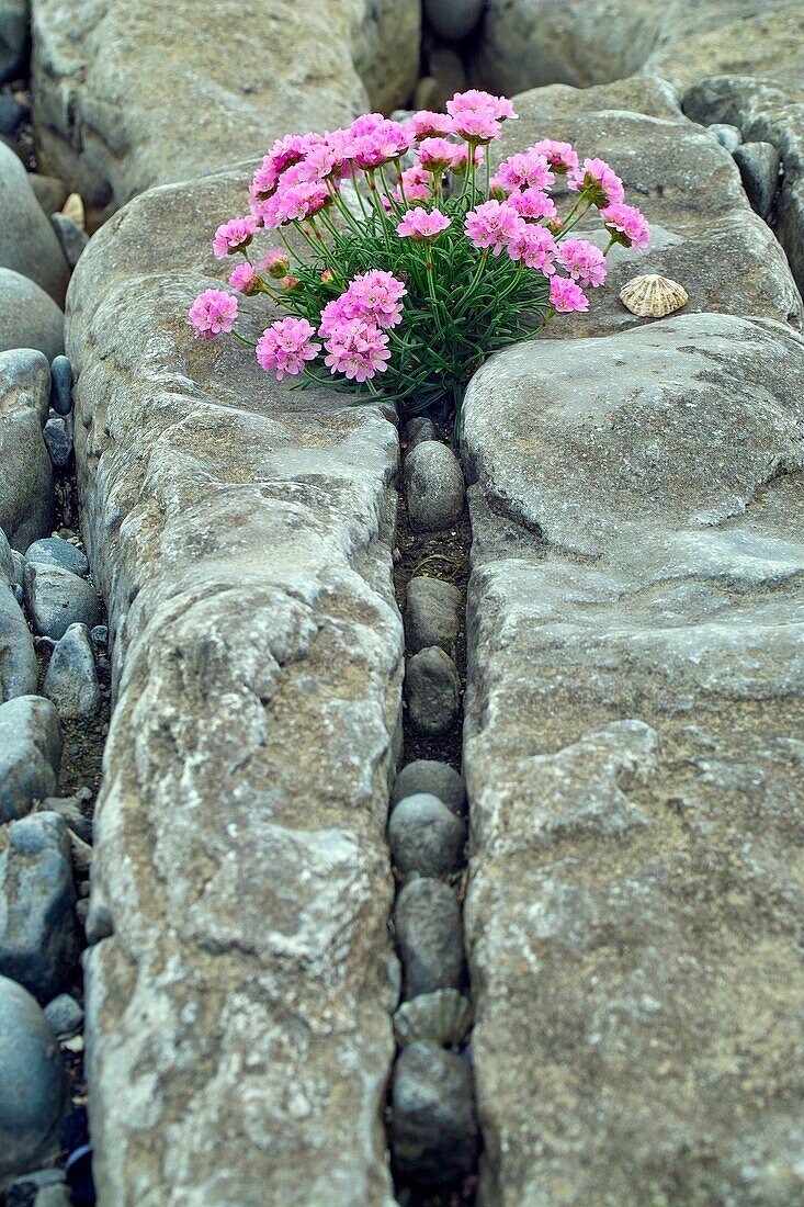 Thrift growing among the rocks on Inis Oirr, Arran Islands, County Galway, Ireland.
